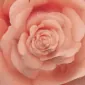 ricorto