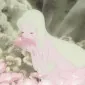 پیونی‌لاست