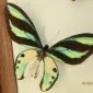 اسکای‌لامور