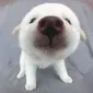puppynose