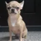 hab
