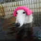 Borzoi