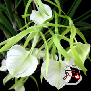 Little Stars Olympic Orchids Artisan Perfumes