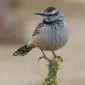 سی گرین پنج پنج