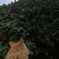 iluvkitties