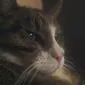 Danadoo