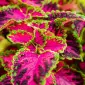 pinkvariegated