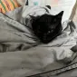mangoboii1