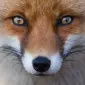 SouthLondonFox