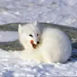 st.white.fox