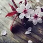 نِوِنس