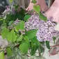 مونیکا ام‌جی