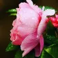 مارگاریتا بیست‌وسه