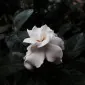 Thai_Florist