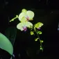 کُرک‌فُرک‌دُرک