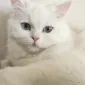 Catyy