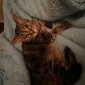 kalicat123