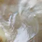 seliko
