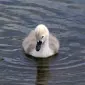 sillycygnet