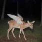 yassssss