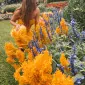 ژوکارنِیرُ دو