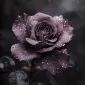 ان‌فاکس