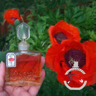 Красный Мак (Red Poppy Flower) Новая Заря (The New Dawn)