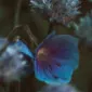 blueharpy