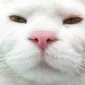 pookerella