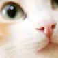 مَریِی ای رِیگرَنس