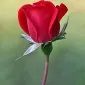 تزارینا