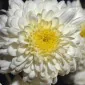 سَوانا فورِی‌وان