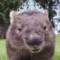 Wombat_Sneakers