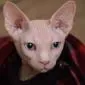 mimisniffi
