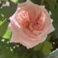 انَدر ۵۲ هرتز وِیل