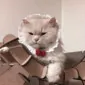 آی‌ام‌اِم لوکاس