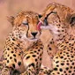 اسپات‌لایتس