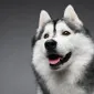 avaloncm
