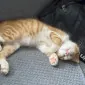 Andresazol