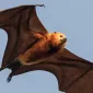 flyingfox