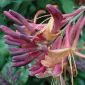 miss honeysuckle