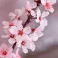 babysoft79