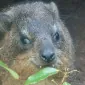 rockhyrax