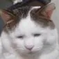냥냥