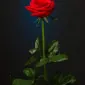 a7_mad1991