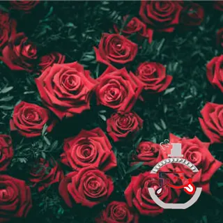 Rosa Ataraxis II Hunayn