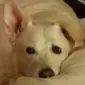 Texican