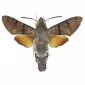 Polyanthes