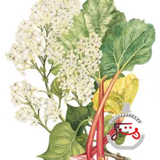 White Lilac & Rhubarb Jo Malone London