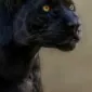 Blackaja